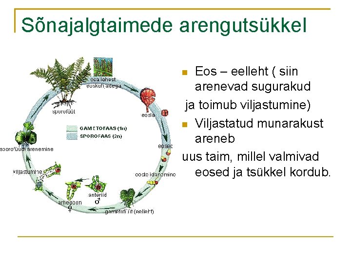 Sõnajalgtaimede arengutsükkel Eos – eelleht ( siin arenevad sugurakud ja toimub viljastumine) Viljastatud munarakust