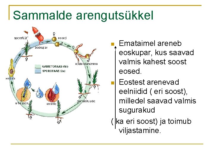 Sammalde arengutsükkel Emataimel areneb eoskupar, kus saavad valmis kahest soost eosed. Eostest arenevad eelniidid