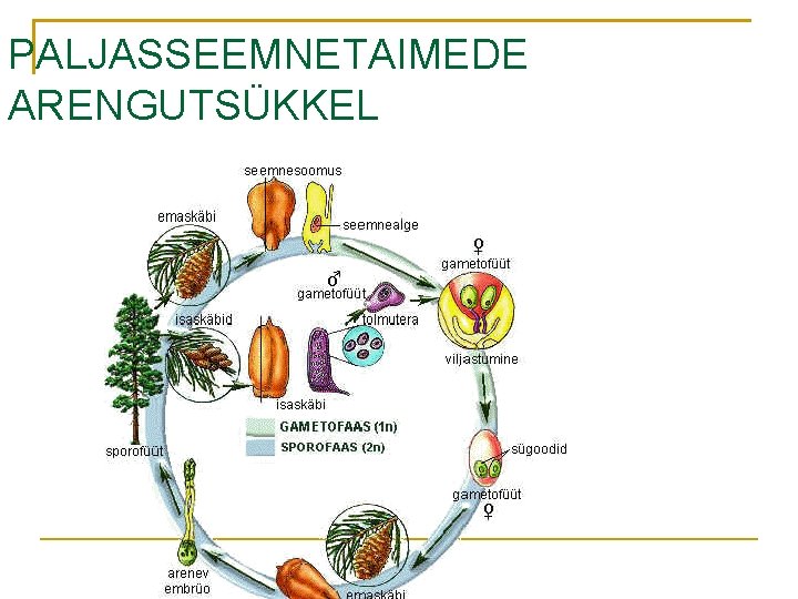 PALJASSEEMNETAIMEDE ARENGUTSÜKKEL 