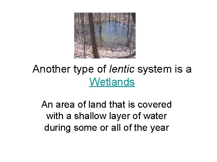 Another type of lentic system is a Wetlands An area of land that is