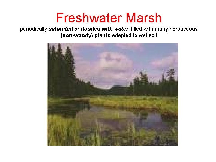 Freshwater Marsh periodically saturated or flooded with water; filled with many herbaceous (non-woody) plants