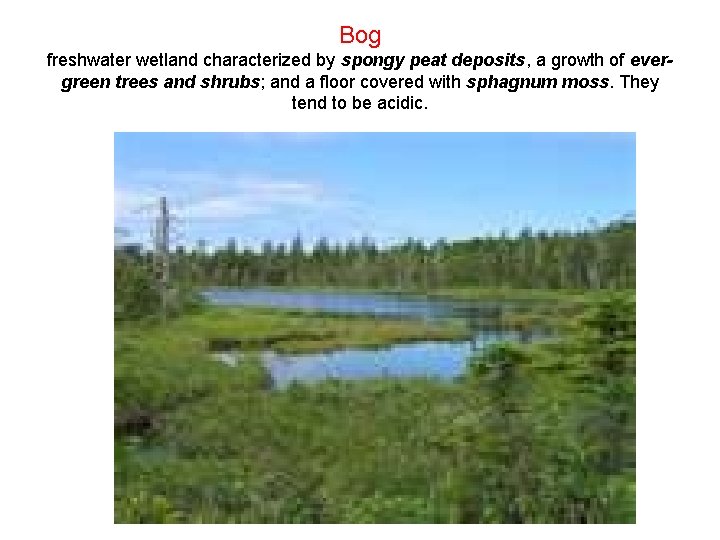 Bog freshwater wetland characterized by spongy peat deposits, a growth of evergreen trees and