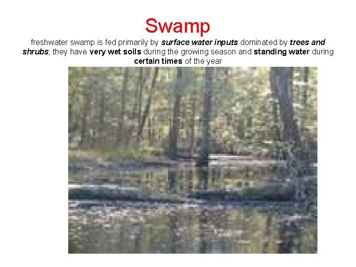 Swamp freshwater swamp is fed primarily by surface water inputs dominated by trees and