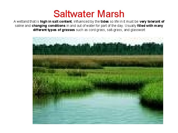 Saltwater Marsh A wetland that is high in salt content; influenced by the tides