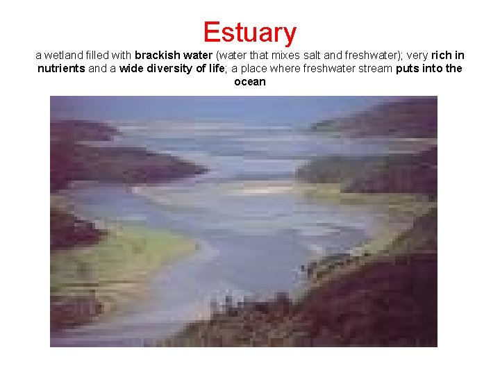 Estuary a wetland filled with brackish water (water that mixes salt and freshwater); very