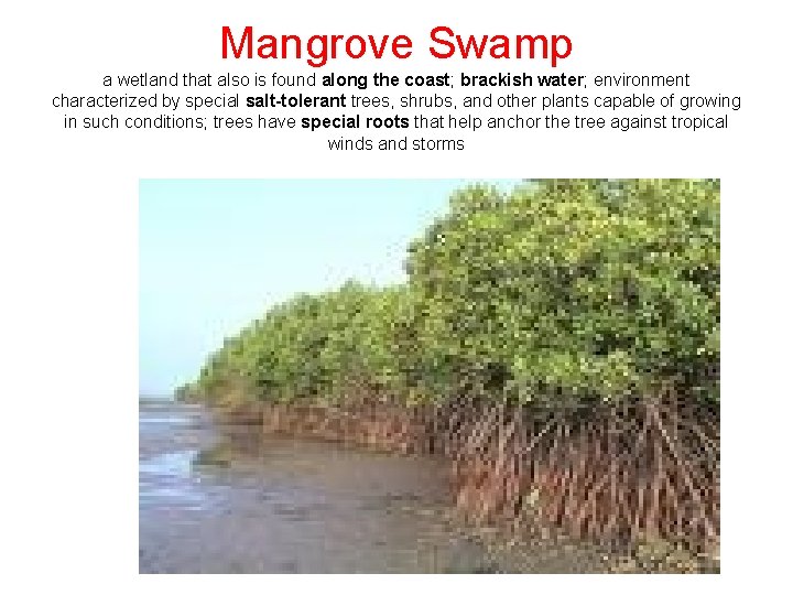 Mangrove Swamp a wetland that also is found along the coast; brackish water; environment