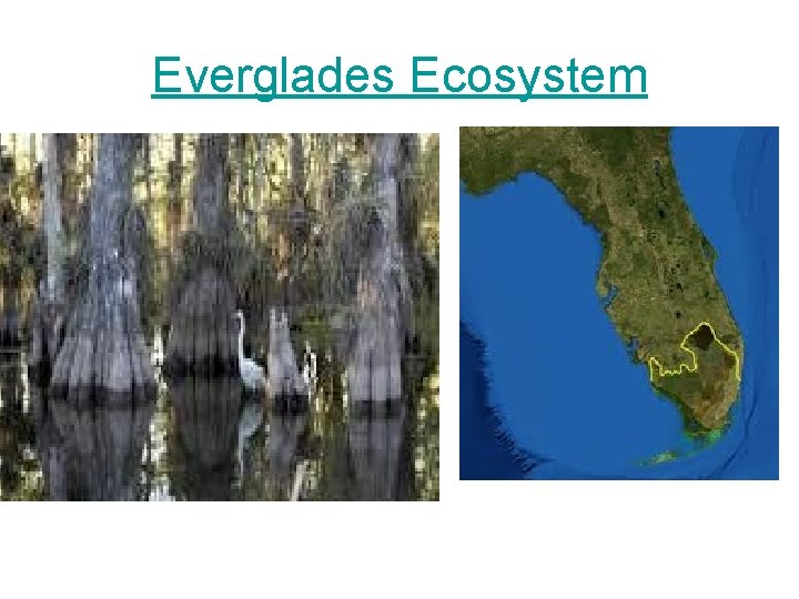 Everglades Ecosystem 