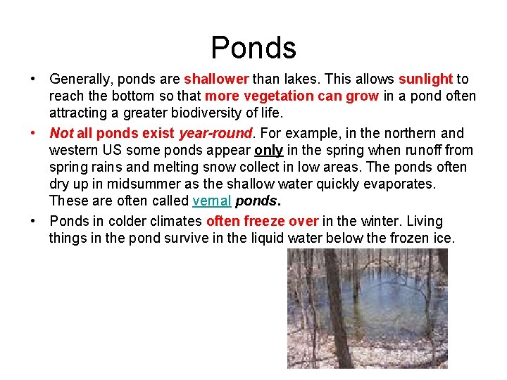 Ponds • Generally, ponds are shallower than lakes. This allows sunlight to reach the