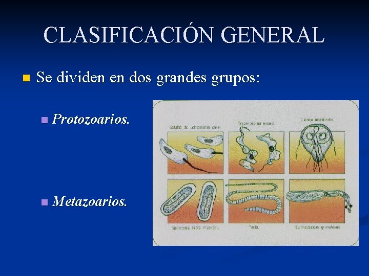 CLASIFICACIÓN GENERAL n Se dividen en dos grandes grupos: n Protozoarios. n Metazoarios. 