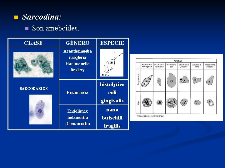 n Sarcodina: n Son ameboides. CLASE GÉNERO ESPECIE Acanthamoeba naegleria Hartmanella fowlery SARCODARIOS Entamoeba