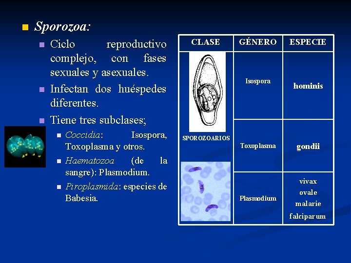 n Sporozoa: n n n Ciclo reproductivo complejo, con fases sexuales y asexuales. Infectan