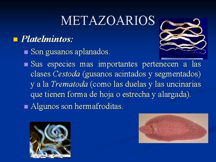 METAZOARIOS n Platelmintos: Son gusanos aplanados. n Sus especies mas importantes pertenecen a las