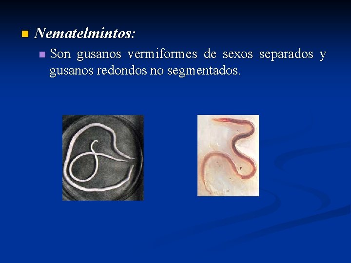 n Nematelmintos: n Son gusanos vermiformes de sexos separados y gusanos redondos no segmentados.