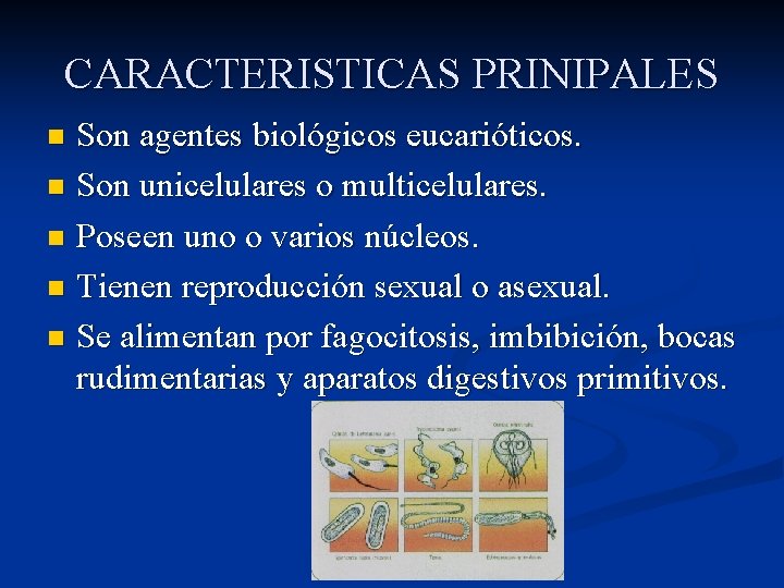 CARACTERISTICAS PRINIPALES Son agentes biológicos eucarióticos. n Son unicelulares o multicelulares. n Poseen uno