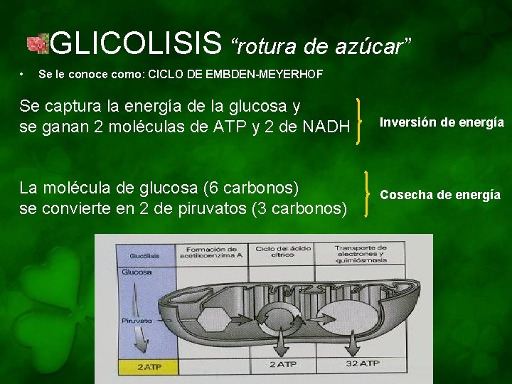 GLICOLISIS “rotura de azúcar” • Se le conoce como: CICLO DE EMBDEN-MEYERHOF Se captura