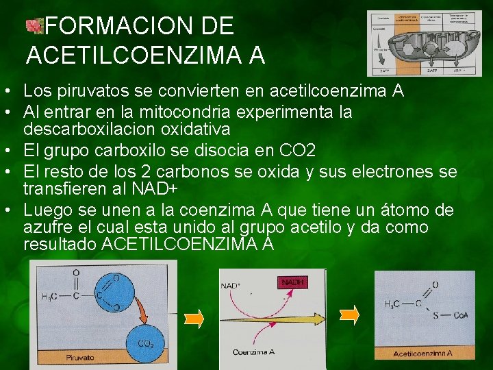 FORMACION DE ACETILCOENZIMA A • Los piruvatos se convierten en acetilcoenzima A • Al