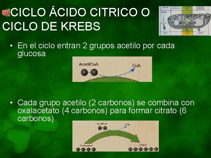 CICLO ÁCIDO CITRICO O CICLO DE KREBS • En el ciclo entran 2 grupos