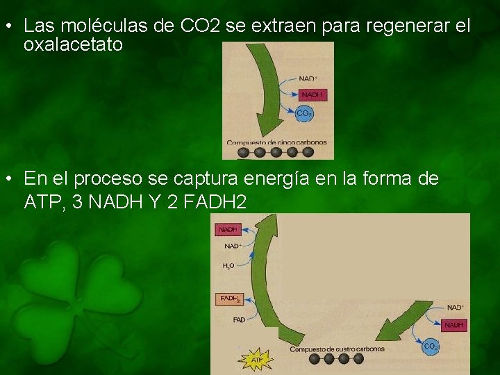  • Las moléculas de CO 2 se extraen para regenerar el oxalacetato •