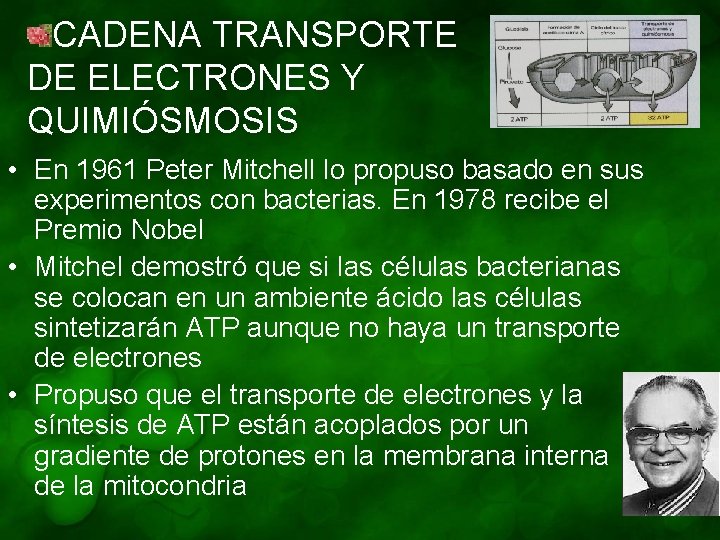 CADENA TRANSPORTE DE ELECTRONES Y QUIMIÓSMOSIS • En 1961 Peter Mitchell lo propuso basado