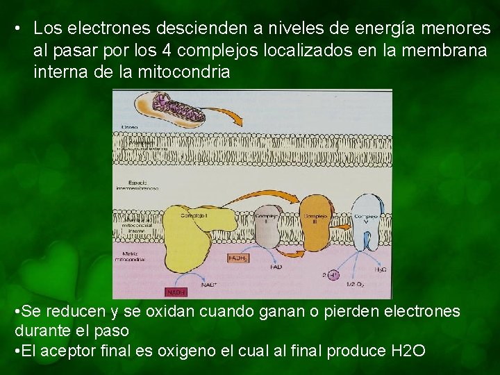  • Los electrones descienden a niveles de energía menores al pasar por los