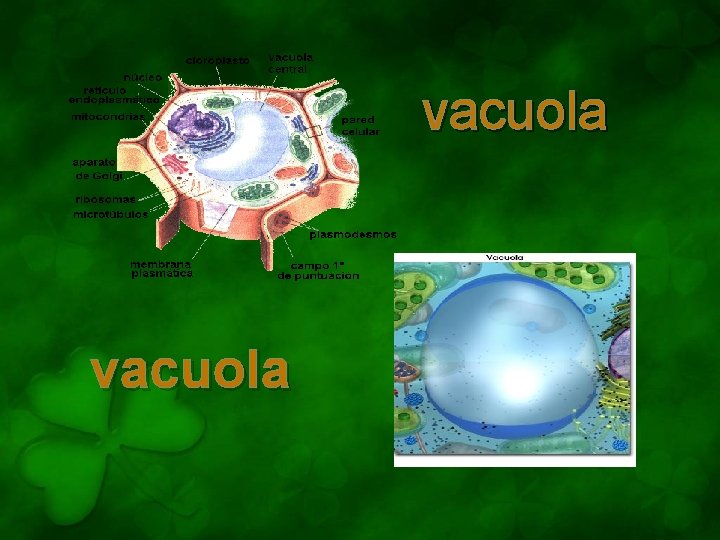 vacuola 