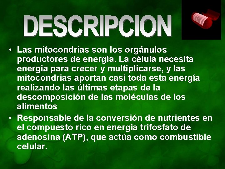  • Las mitocondrias son los orgánulos productores de energía. La célula necesita energía