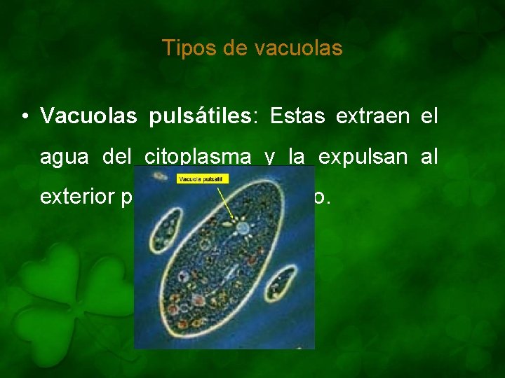 Tipos de vacuolas • Vacuolas pulsátiles: Estas extraen el agua del citoplasma y la