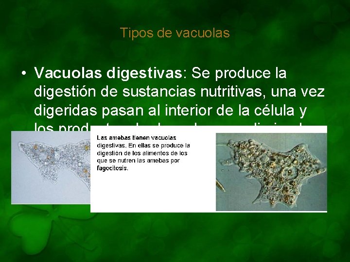 Tipos de vacuolas • Vacuolas digestivas: Se produce la digestión de sustancias nutritivas, una