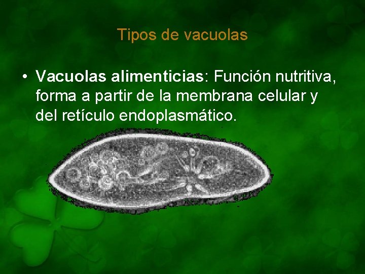 Tipos de vacuolas • Vacuolas alimenticias: Función nutritiva, forma a partir de la membrana