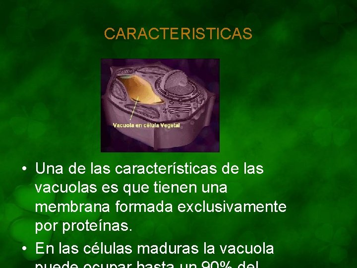 CARACTERISTICAS • Una de las características de las vacuolas es que tienen una membrana