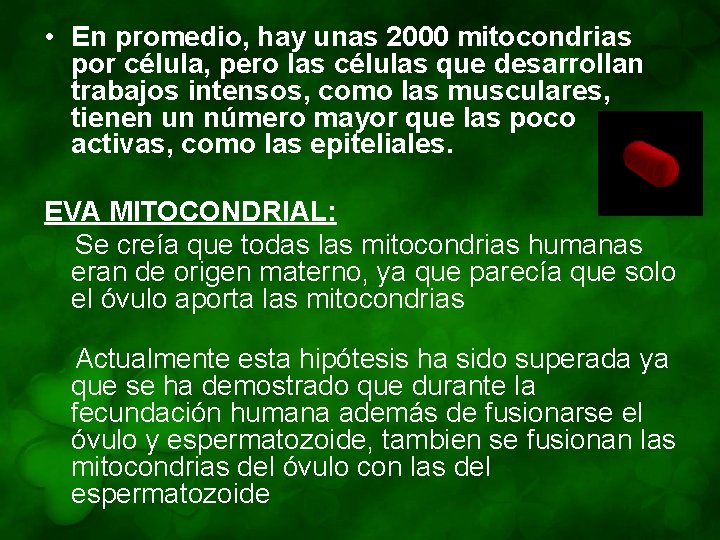  • En promedio, hay unas 2000 mitocondrias por célula, pero las células que