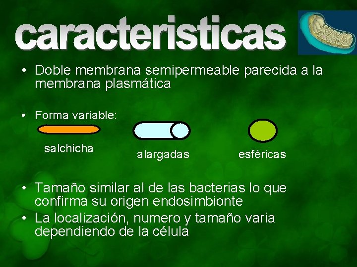  • Doble membrana semipermeable parecida a la membrana plasmática • Forma variable: salchicha
