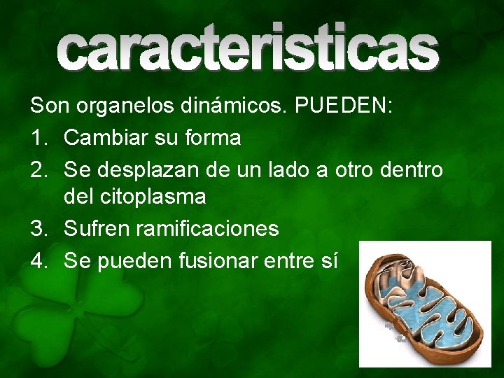 Son organelos dinámicos. PUEDEN: 1. Cambiar su forma 2. Se desplazan de un lado