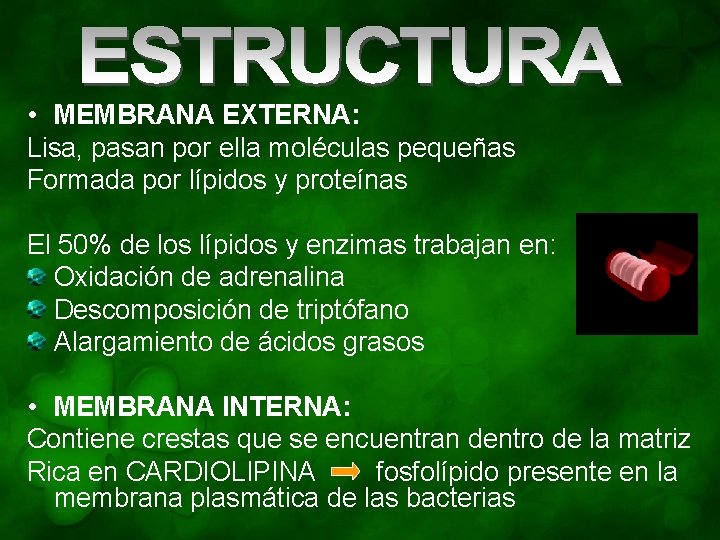  • MEMBRANA EXTERNA: Lisa, pasan por ella moléculas pequeñas Formada por lípidos y