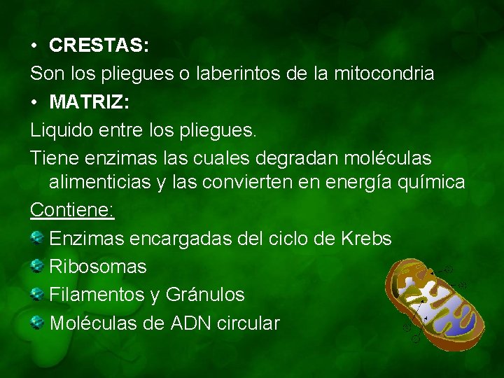 • CRESTAS: Son los pliegues o laberintos de la mitocondria • MATRIZ: Liquido
