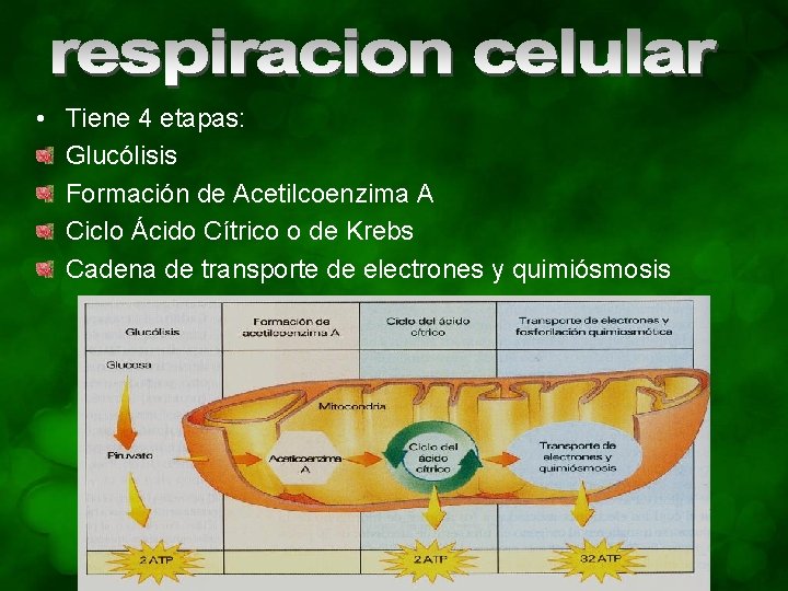  • Tiene 4 etapas: Glucólisis Formación de Acetilcoenzima A Ciclo Ácido Cítrico o