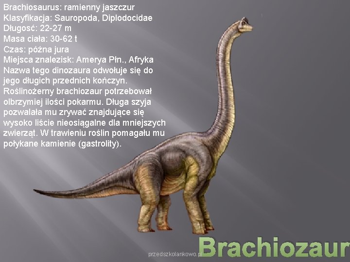 Brachiosaurus: ramienny jaszczur Klasyfikacja: Sauropoda, Diplodocidae Długosć: 22 -27 m Masa ciała: 30 -62 Brachiosaurus: ramienny jaszczur Klasyfikacja: Sauropoda, Diplodocidae Długosć: 22 -27 m Masa ciała: 30 -62
