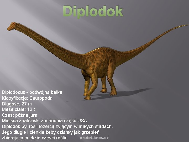 Diplodok Diplodocus - podwójna belka Klasyfikacja: Sauropoda Długość: 27 m Masa ciała: 12 t Diplodok Diplodocus - podwójna belka Klasyfikacja: Sauropoda Długość: 27 m Masa ciała: 12 t