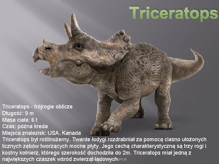 Triceratops - trójrogie oblicze Długość: 9 m Masa ciała: 6 t Czas: późna kreda Triceratops - trójrogie oblicze Długość: 9 m Masa ciała: 6 t Czas: późna kreda