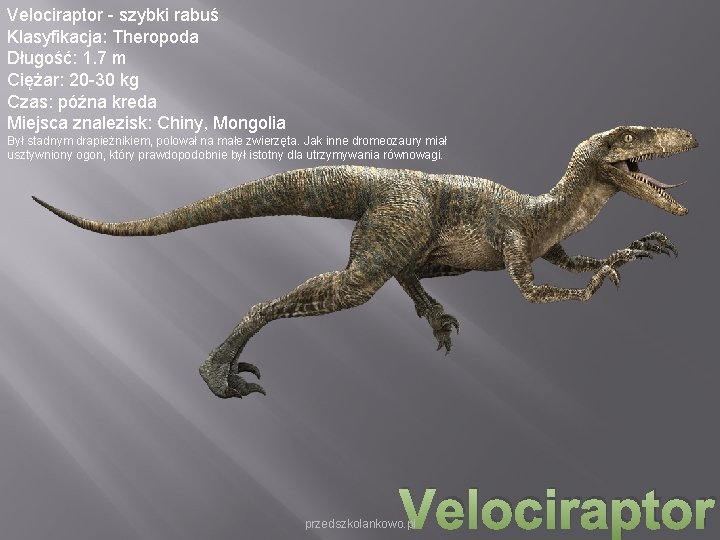 Velociraptor - szybki rabuś Klasyfikacja: Theropoda Długość: 1. 7 m Ciężar: 20 -30 kg Velociraptor - szybki rabuś Klasyfikacja: Theropoda Długość: 1. 7 m Ciężar: 20 -30 kg