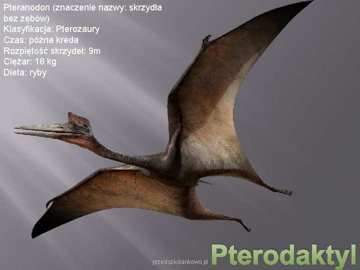 Pteranodon (znaczenie nazwy: skrzydła bez zębów) Klasyfikacja: Pterozaury Czas: późna kreda Rozpiętość skrzydeł: 9 Pteranodon (znaczenie nazwy: skrzydła bez zębów) Klasyfikacja: Pterozaury Czas: późna kreda Rozpiętość skrzydeł: 9