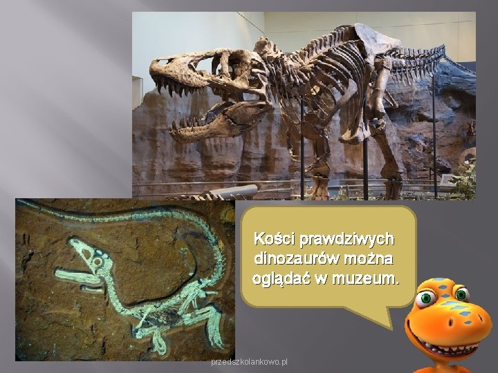 Kości prawdziwych dinozaurów można oglądać w muzeum. przedszkolankowo. pl Kości prawdziwych dinozaurów można oglądać w muzeum. przedszkolankowo. pl