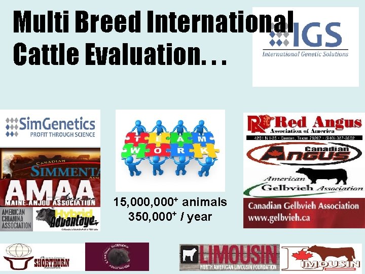 Multi Breed International Cattle Evaluation. . . 15, 000+ animals 350, 000+ / year