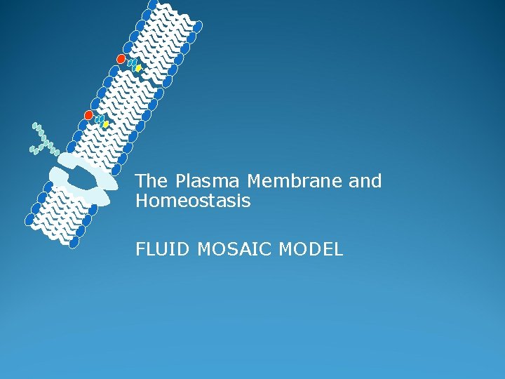 The Plasma Membrane and Homeostasis FLUID MOSAIC MODEL 