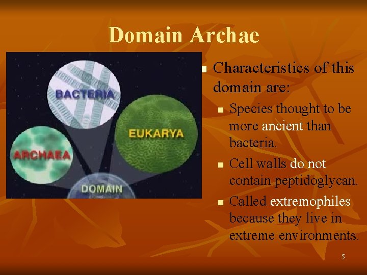 Domain Archae n Characteristics of this domain are: n n n Species thought to