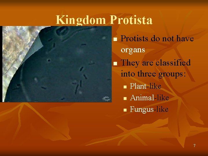 Kingdom Protista n n Protists do not have organs They are classified into three