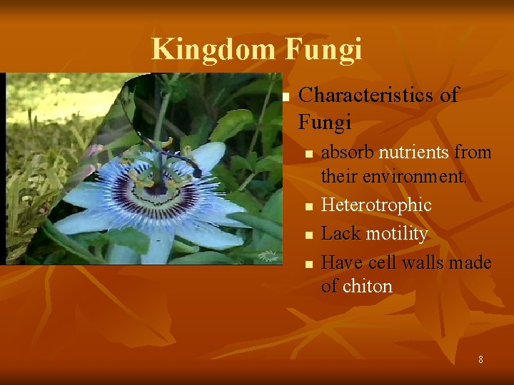 Kingdom Fungi n Characteristics of Fungi n n absorb nutrients from their environment. Heterotrophic