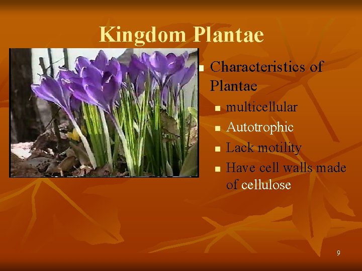 Kingdom Plantae n Characteristics of Plantae n n multicellular Autotrophic Lack motility Have cell