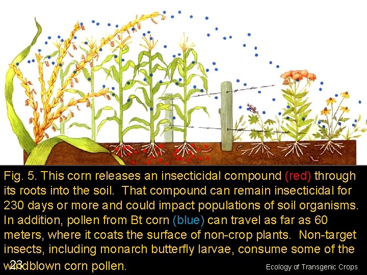 Fig. 5. This corn releases an insecticidal compound (red) through its roots into the