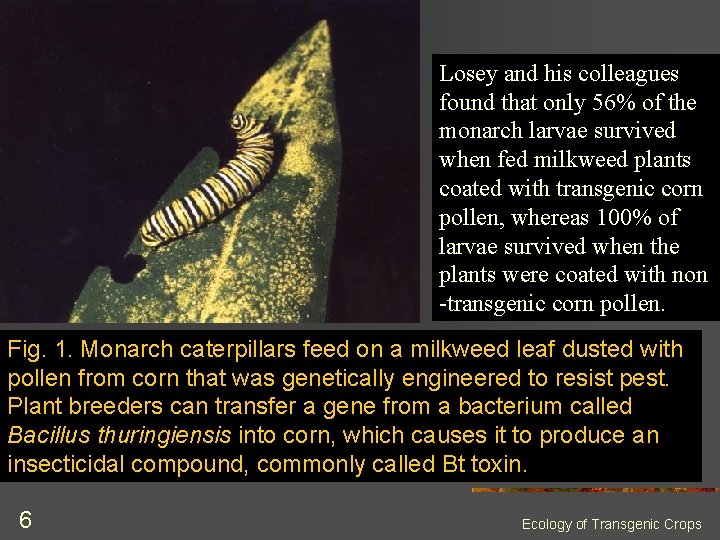 Losey and his colleagues found that only 56% of the monarch larvae survived when Losey and his colleagues found that only 56% of the monarch larvae survived when